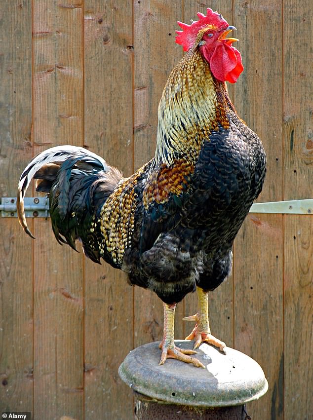 Sally Coulthard is no vegan and doubtless enjoys a good roast as much as the rest of us. But in Fowl Play she portrays them as intelligent, characterful and even affectionate birds, and she should know: she keeps them on her smallholding in Yorkshire (stock image)