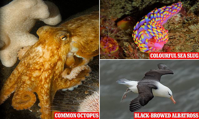 Colourful sea slug is among the wildlife seen off the UK coast in 2022