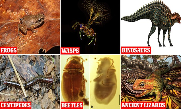 Natural History Museum names 351 new animal and plant species its uncovered this year